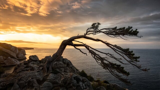 A solitary wind-sculpted pine tree on a rocky cliff at golden hour.