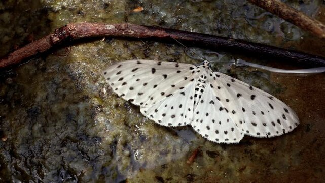 High angle closeup video of an Antipercnia belluaria moth puddling beside a clear freshwater mountain stream at high elevation in Himachal Pradesh, India during summer.