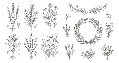Vintage hand drawn botanical herbs and wild flowers vector set, rustic floral sketches with lavender and rosemary, elegant garden plant illustrations © Muhammad