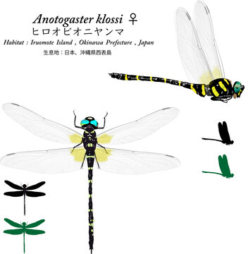 Anotogaster Sieboldii