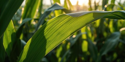 Obraz premium Intimate look at healthy corn leaves under natural light in rural green field