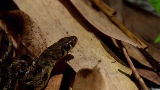 High-quality closeup footage of a non-venomous Buff Striped Keelback (Amphiesma stolatum) basking on dry forest leaves in its natural woodland habitat in Himachal Pradesh, India.