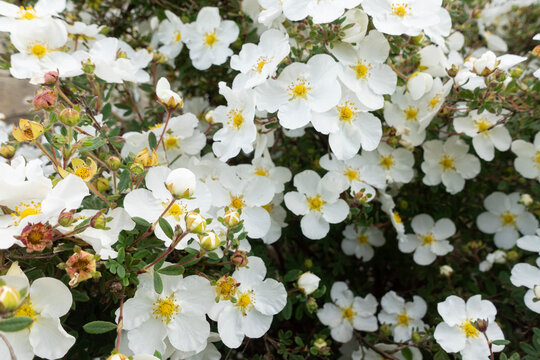 Texture of blooming white shrubby cinquefoil flowers
