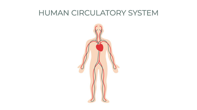 Minimalist vector illustration of the human circulatory system showing red and grey anatomical vessel pathways