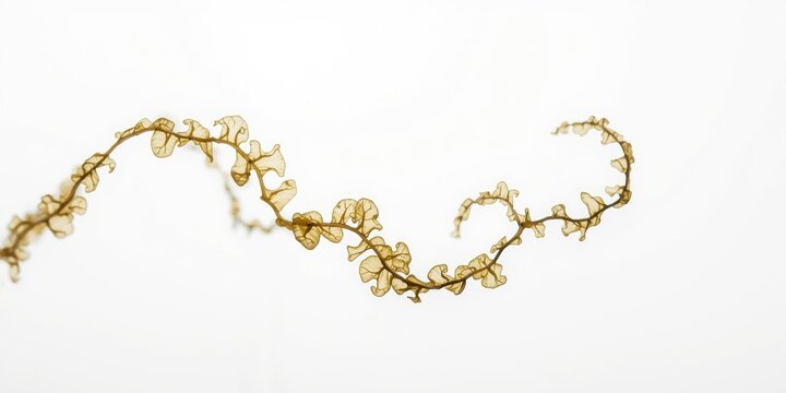 Single Strand of Kelp Seaweed on Clean White Background