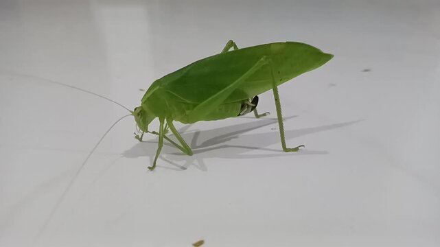 Grasshoppers (often referred to as common grasshoppers) are herbivorous insects of the suborder Caelifera (order Orthoptera).
