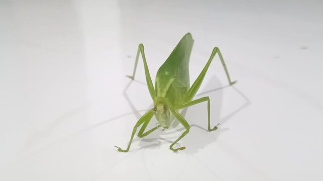 Grasshoppers (often referred to as common grasshoppers) are herbivorous insects of the suborder Caelifera (order Orthoptera).