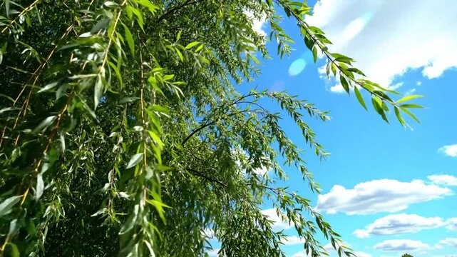 Low angle view of a lush weeping willow tree with bright green leaves waving against a blue sky
