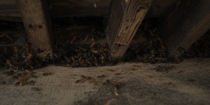 Structural wood damage from termites in the flooring of a heritage property