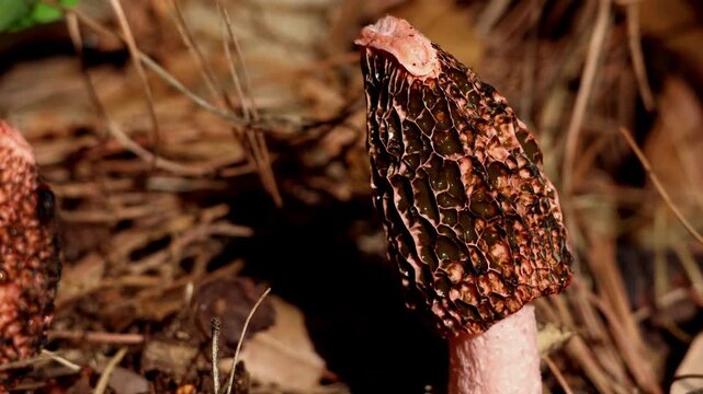 Detailed closeup footage of a stinkhorn fungus growing naturally on the forest floor and emitting a foul-smelling gleba that attracts flies for spore dispersal.