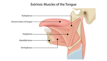 Extrinsic Muscles of the Tongue, the extrinsic muscles of the tongue and their roles in tongue movement and positioning. © Pushpa