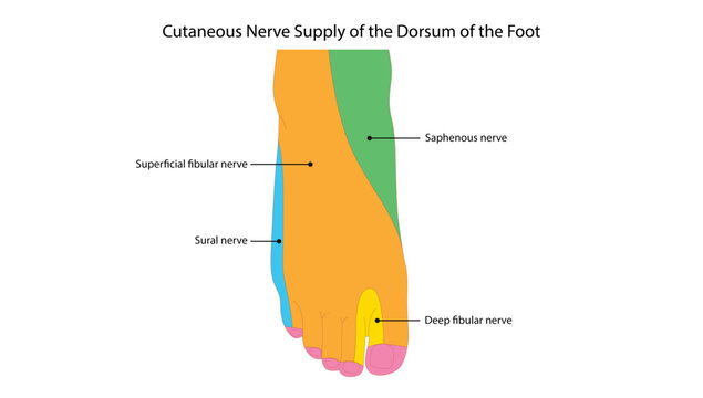 Cutaneous Nerve Supply of the Dorsum of the Foot, the cutaneous nerve supply of the dorsum of the foot, showing sensory distribution of peripheral nerves.
