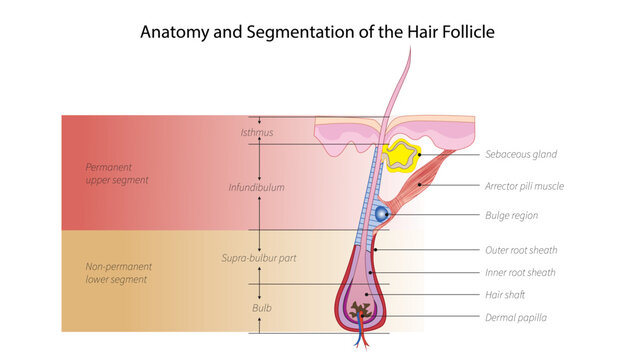 Anatomy and Segmentation of the Hair Follicle, anatomy and segmentation of the hair follicle, including its structural layers and growth regions.