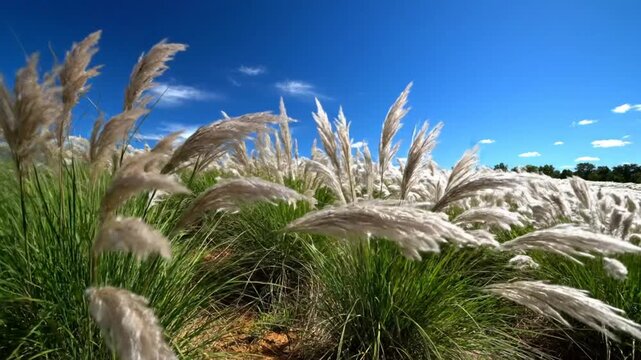 Low angle view of a field of pampas grass blowing in the wind under a bright blue sky with a few wispy clouds.
