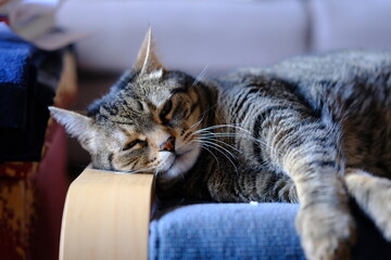 cat © Antonino