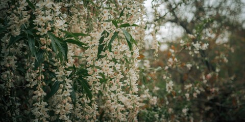 Obraz premium Sophora japonica with weeping floral display in spring