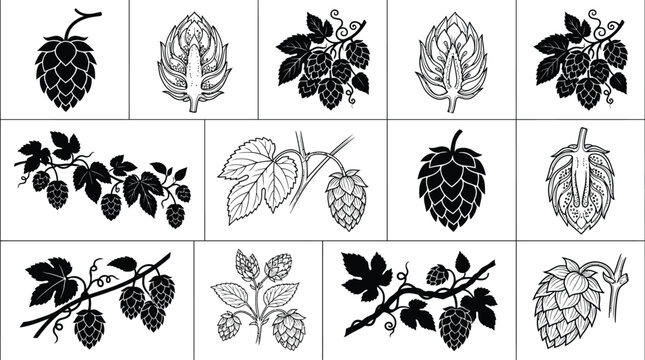 Hop cone and leaves botanical collection brewing illustration set
