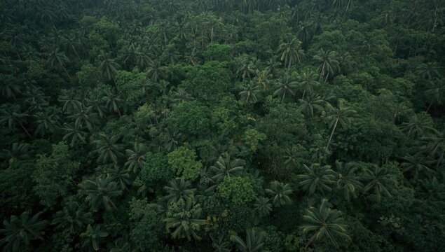 High viewpoint of tropical rainforest showing thick green foliage connected to decarbonization goals