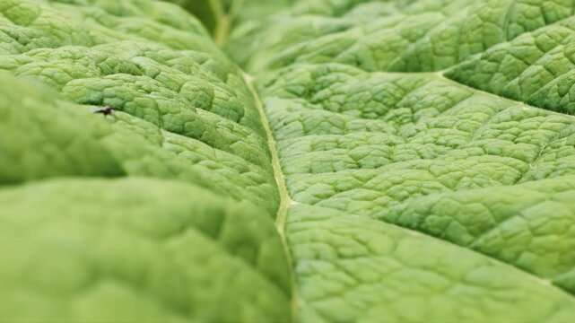 Large leaf macro close up background gently blowing in the wind stock footage