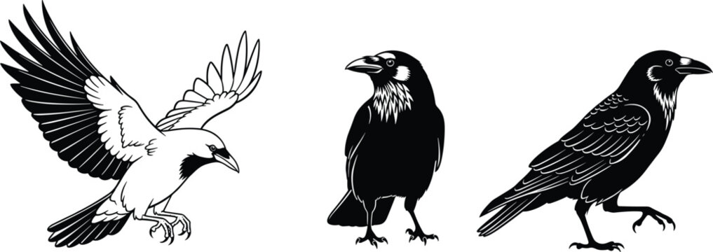 Three black‑and‑white crow and raven silhouettes in varied poses, featuring flying, standing, and side profile views with feather detail