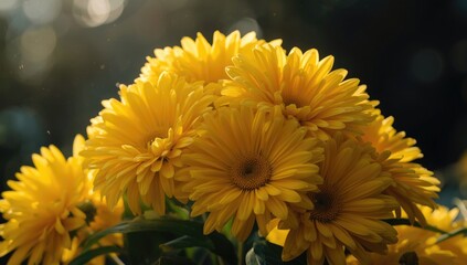 Obraz premium Radiant cluster of large yellow Chrysanthemum blossoms in sunlight