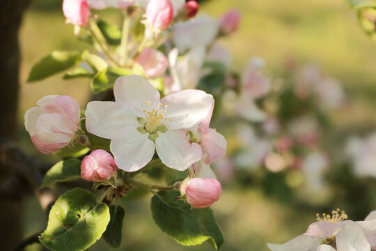 apple tree blossom