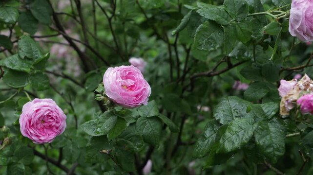damask roses bush green nature background