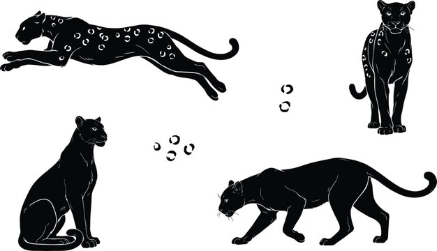 Various leopard poses hand drawn silhouette vector illustration set isolated background