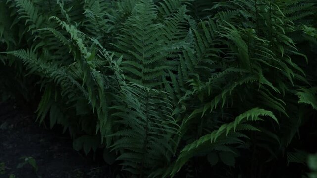fern leaves in forest green nature background