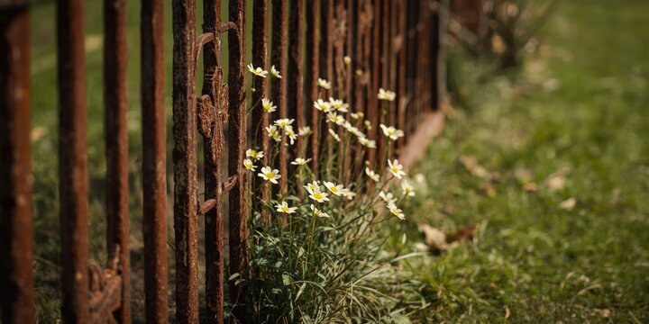 Vibrant small saltwort flowers peeping from behind a rusty metal fence