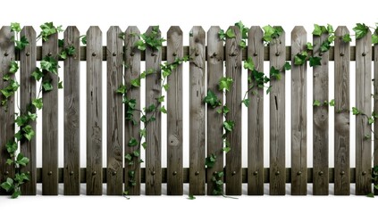 Obraz premium Wooden picket fence showing natural wear with lush green ivy covering on a pristine white background