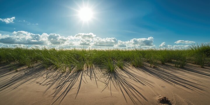 Open sandy dune with fresh grass beneath a sunny blue sky and some clouds