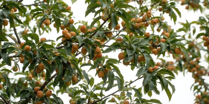 Honey Locust tree abundant with fruit pods against white studio background