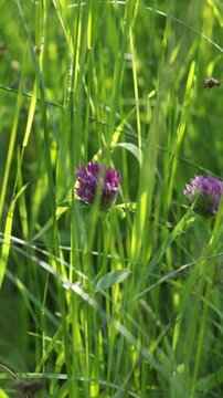 green natural sunny background blooming forest meadow