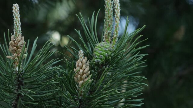 green pine branches forest natural background