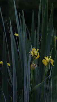 landscape natural green plant with yellow flowers summer