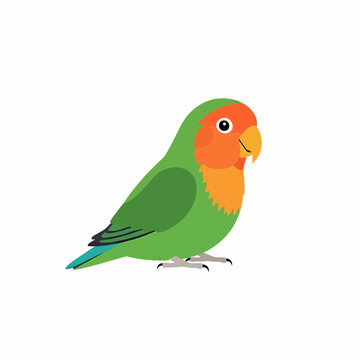 Cute green lovebird parrot illustration