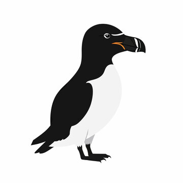 Cute razorbill bird standing illustration