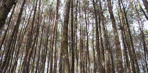 Tranquil coniferous forest landscape with towering pine trees during daytime. © Ilman fwork