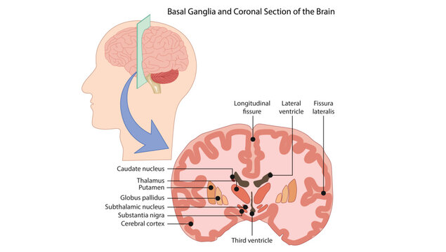 Basal Ganglia and Coronal Section of the Brain, the basal ganglia structures in a coronal section of the brain, highlighting their relationships and roles in motor control.