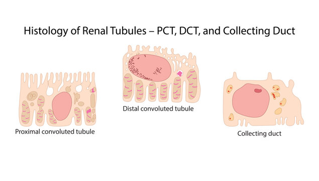 Histology of Renal Tubules &ndash; PCT, DCT, and Collecting Duct, histological features of the proximal convoluted tubule, distal convoluted tubule, and collecting duct within the nephron.