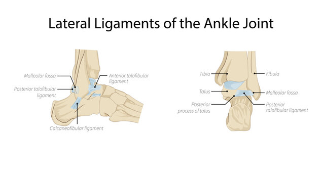 Lateral Ligaments of the Ankle Joint, the lateral ligament complex of the ankle, including the anterior talofibular, calcaneofibular, and posterior talofibular ligaments.