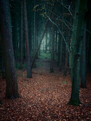 Fototapeta premium A shadowy woodland trail disappears into a misty forest, creating a cinematic atmosphere of mystery and adventure. Perfect for storytelling and nature inspired projects.