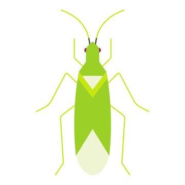 Katydid Nymph Vector Illustration Green Insect Isolated