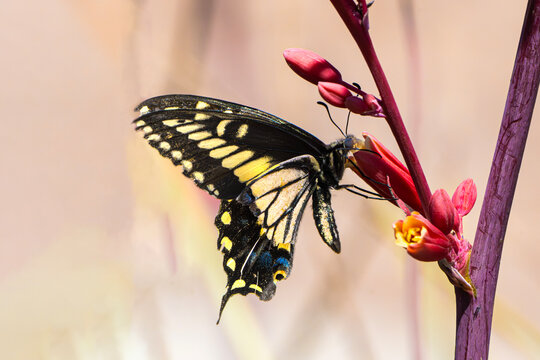 Anise Swallowtail (Papilio zelicaon) Photo, Perched and Feeding on a Red Yucca (Hesperaloe parviflora) Plant bloom