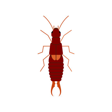 Earwig Insect Vector Illustration Isolated on White Background