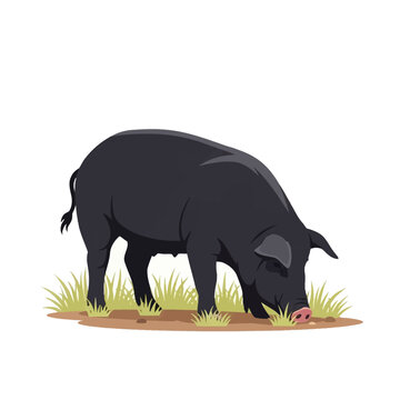 A black pig foraging for food in green grass and dirt, isolated on a white background. This vector illustration shows a large domestic hog sniffing the ground in a side view profile.