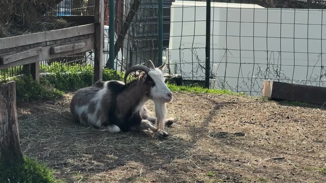 Domestic goat resting on the ground inside a farm enclosure. Rural lifestyle concept representing livestock management, agriculture, sustainability, and animal welfare