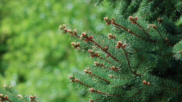 Close up of a pine tree branch with fresh green needles and small cones