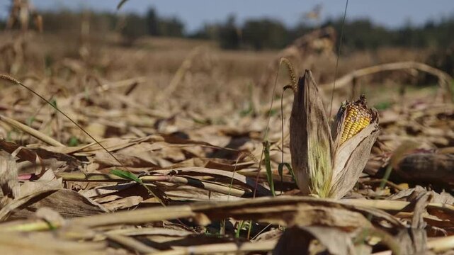 A single dried corn cob standing in a harvested field under a clear blue sky